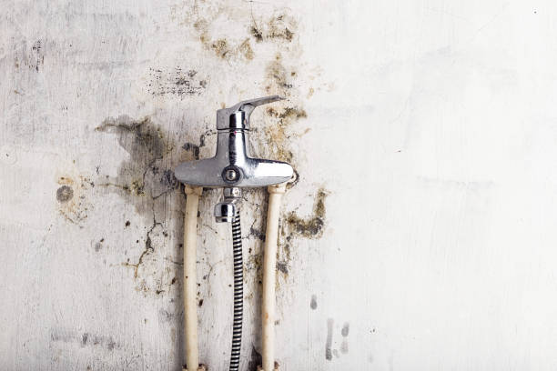 Best Professional Mold Removal  in Lake Dallas, TX