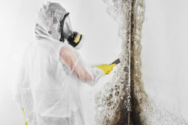 Mold Removal and Inspection in Lake Dallas, TX