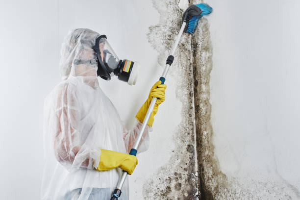 Trusted Lake Dallas, TX Mold Removal Experts