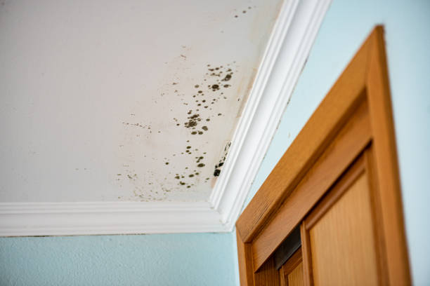 Best Certified Mold Removal  in Lake Dallas, TX