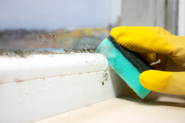Best Mold Damage Repair  in Lake Dallas, TX