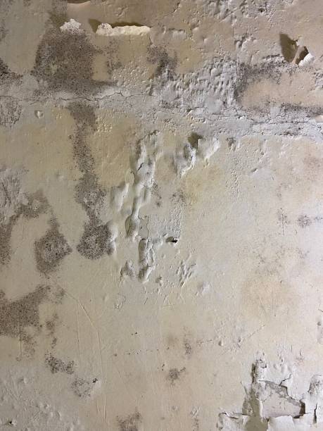 Best Commercial Mold Removal  in Lake Dallas, TX