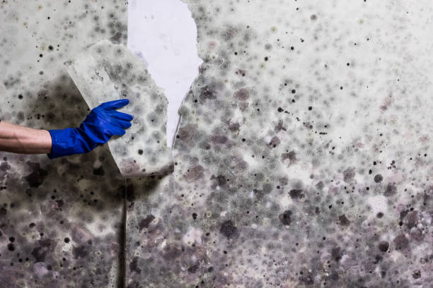 Best Black Mold Removal  in Lake Dallas, TX