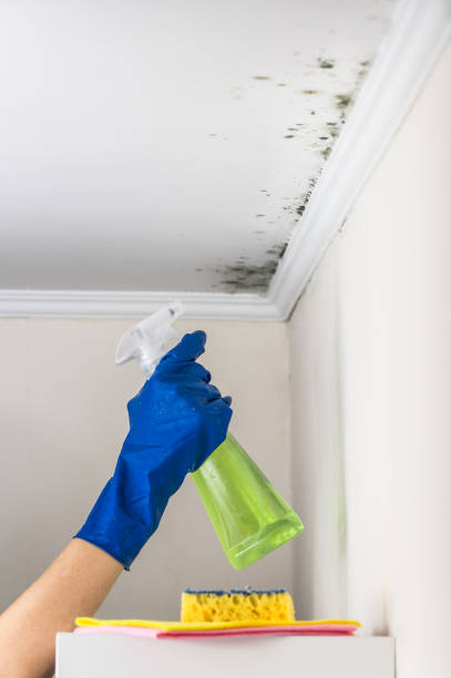 Lake Dallas, TX Mold Removal Company