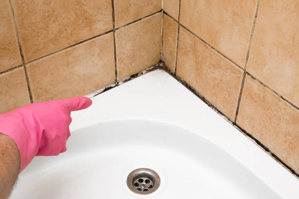 Best Fast Mold Removal  in Lake Dallas, TX