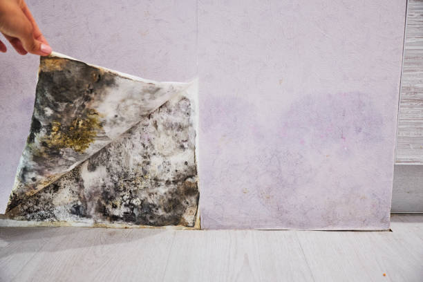 Home Mold Removal in Lake Dallas, TX